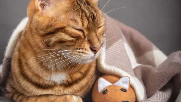 Kat met deken op de bank